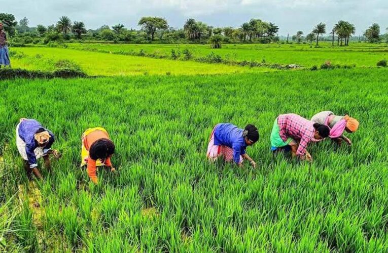 राजस्थान के किसानों के लिए बड़ी खबर, खरीफ-रबी की फसलों पर मिलेगा मौसम आधारित बीमा कवर