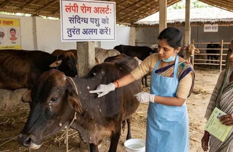 लम्पी स्किन डिजीज को लेकर पशुपालकों को अलर्ट, लक्षण दिखते ही करें सूचना