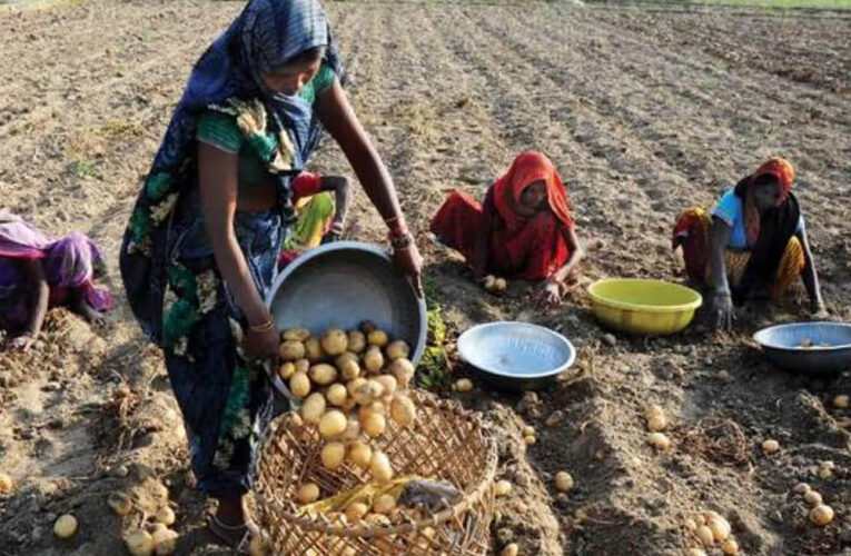 आलू किसानों के हितों के लिए प्रतिबद्ध है योगी सरकार