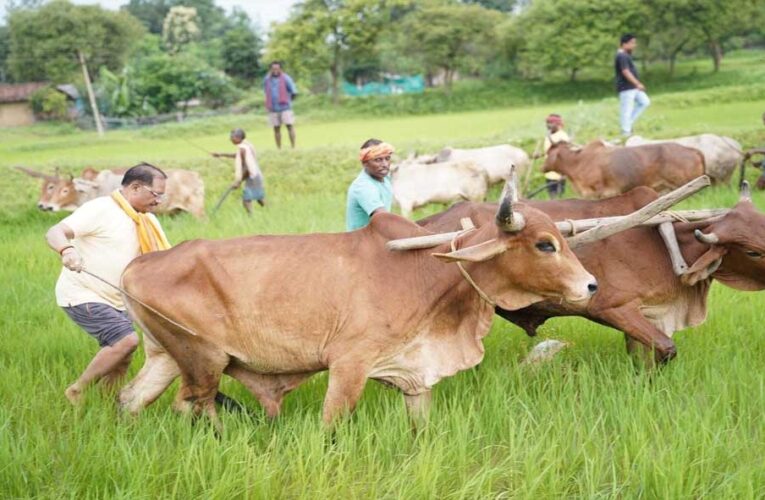 अपनी माटी और खेती-किसानी से मुख्यमंत्री  विष्णु देव साय का आत्मीय जुड़ाव