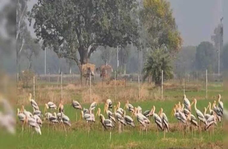 योगी सरकार का बड़ा फैसला, मैनपुरी में विकसित होगा मयंक ऋषि पक्षी विहार