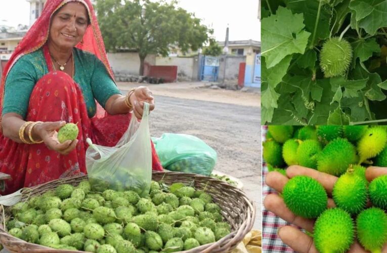 खेतों की झाड़ियों वाला कीकोड़ा बना किसानों का हरा सोना, बढ़ी कमाई