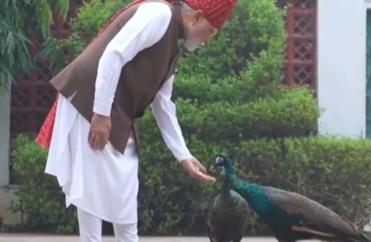PM मोदी ने शेयर किया खास वीडियो, गायों को चारा और मोरों को खिलाया दाना