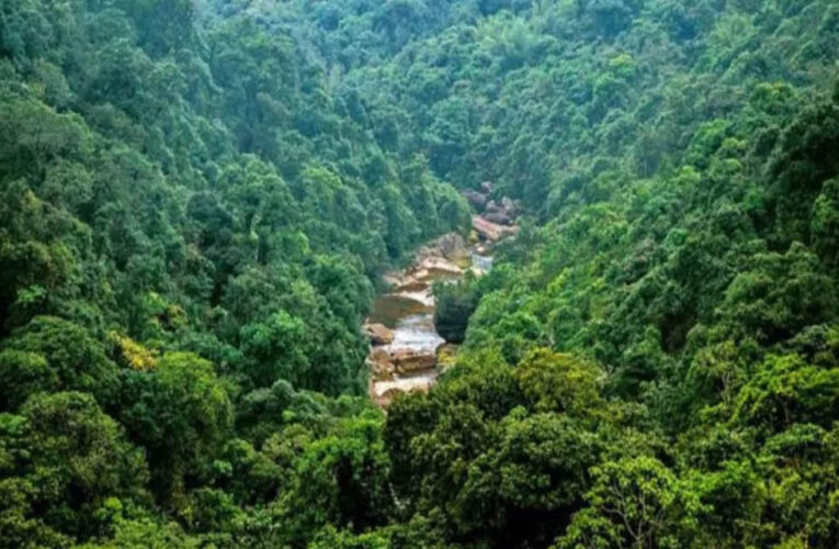 मध्य प्रदेश में हरियाली पर बड़ा संकट! 371.54 वर्ग किमी जंगल घटे, माइनिंग और निर्माण के लिए बदली गई वन भूमि