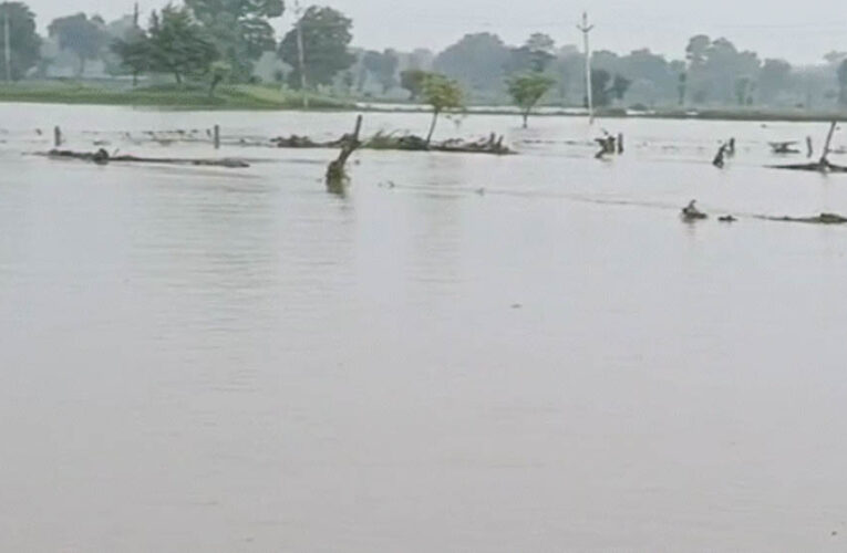 MP Weather Alert: मध्य प्रदेश के 52 जिलों में बारिश की चेतावनी, पन्ना-सतना-रीवा में भारी बारिश और उफान पर नदियां