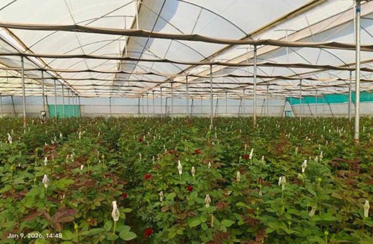 प्रदेश का एक गाँव ऐसा जो बना खेती का ‘मिनी हॉलैंड’