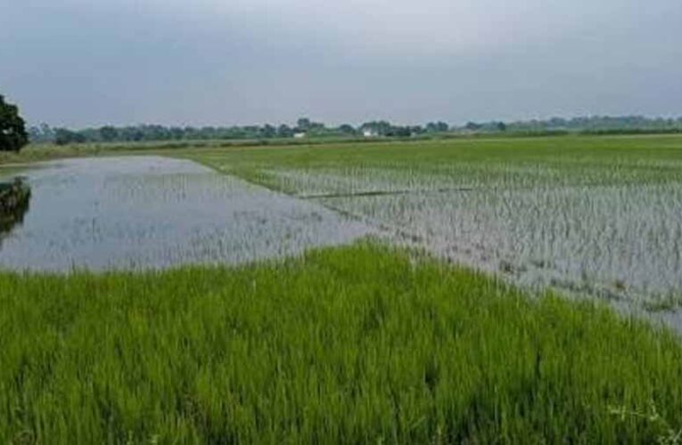 इंद्रावती नदी की बाढ़ का कहर, बस्तर में सैकड़ों एकड़ धान की फसल जलमग्न