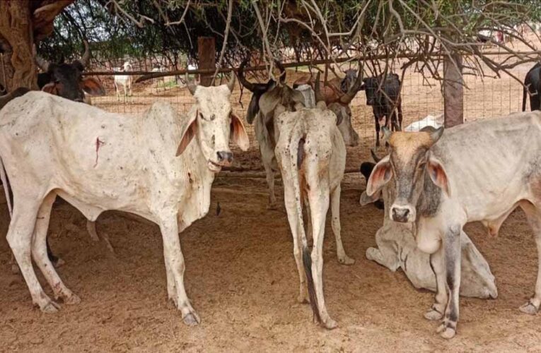 छत्तीसगढ़ में गौठान में 6 गायों की मौत पर कार्रवाई, सहायक पशु चिकित्सा अधिकारी हटे
