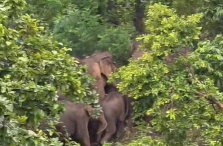 जशपुर की कैलाश गुफा में उमड़ेगा आस्था का सैलाब, हजारों कांवड़िए करेंगे दर्शन; 16 हाथियों ने डाला डेरा