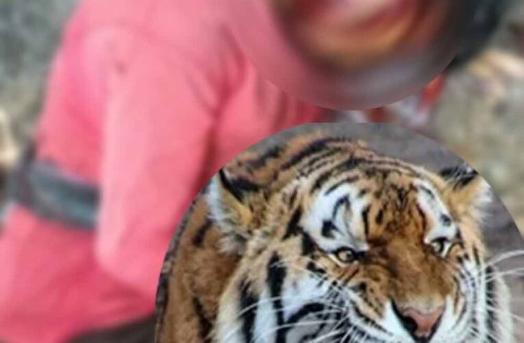 CG में ATR के प्रतिबंधित क्षेत्र में बाघिन का हमला, युवक की मौत