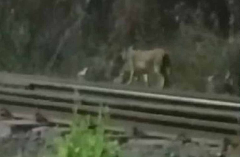 CG की रेल सुरंग में ट्रैक पर टहलता दिखा तेंदुआ, कर्मचारियों में दहशत