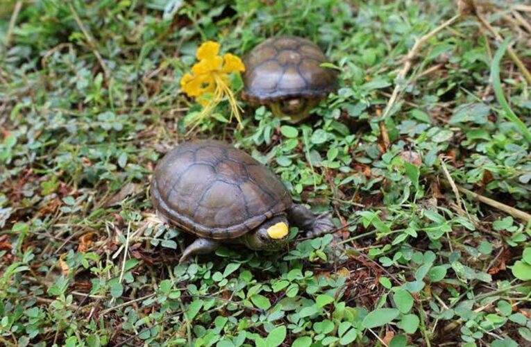 दुर्लभ एवं प्रतिबंधित प्रजाति के 30 कछुए जब्त, दो आरोपी गिरफ्तार