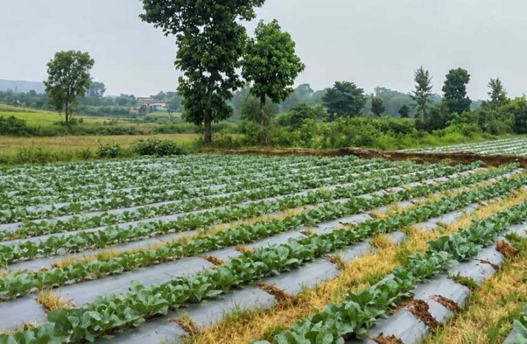 सूक्ष्म सिंचाई योजना से खेती बनी अधिक लाभकारी, ड्रिप सिंचाई अपनाकर किसान ने बढ़ाया सब्जी उत्पादन