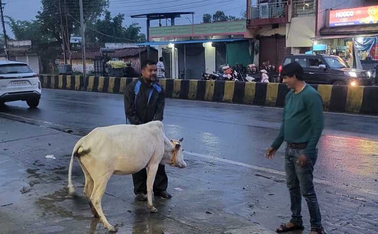 रेडियम बेल्ट से सजे आवारा मवेशी, हाईवे हादसे रोकने की अनोखी पहल