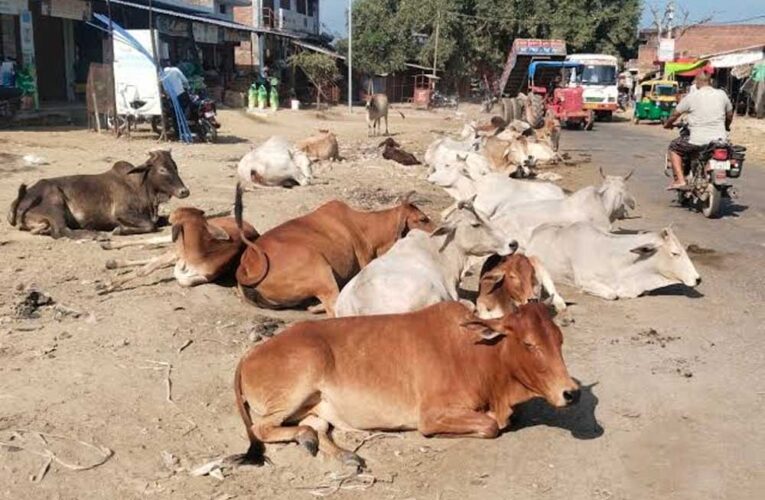 सड़कों पर पशुओं के कारण होने वाली दुर्घटनाओं को रोकने के लिए समाज की भागीदारी सुनिश्चित होगी
