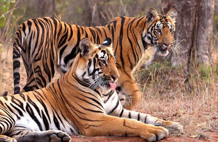 MP में ‘Cat-22’ का संकट! 8 महीने में 45 से ज्यादा बाघों की मौत, 50 इंसानों ने भी गंवाई जान
