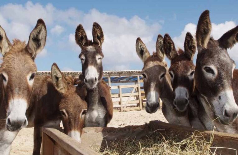 गधों ने कर दिया कमाल! 44 साल में रेगिस्तान को बना डाला हरा-भरा, लौट आई हरियाली