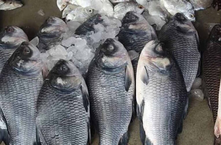 वर्ल्डफिश के साथ एमओयू को मंजूरी, मछली पालन को मिलेगा बढ़ावा