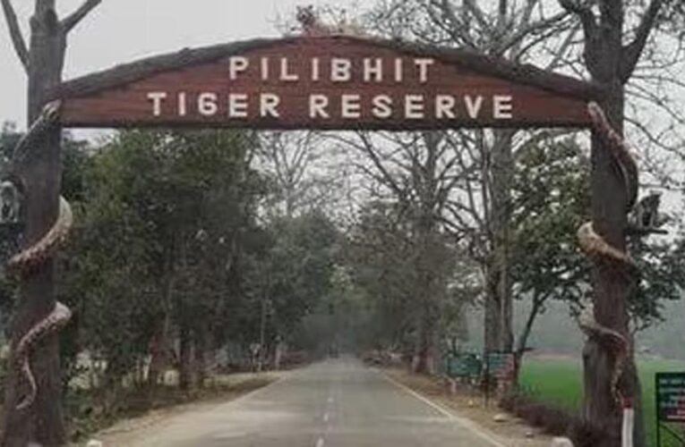 पीलीभीत टाइगर रिजर्व में घूमना हुआ महंगा, शनिवार-रविवार टिकट 150 से बढ़कर 200 रुपये