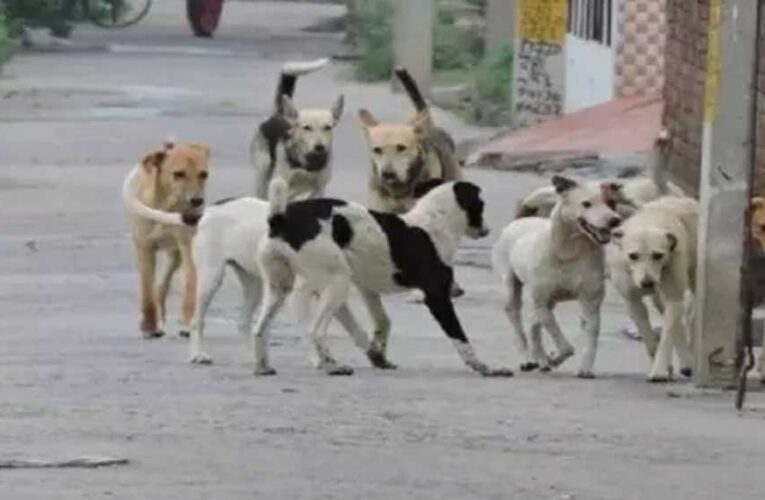 स्ट्रीट डॉग्स की नसबंदी हो रही तो वैक्सीन कहां से आई? सूचना आयुक्त के सवाल से गाजियाबाद निगम में हड़कंप