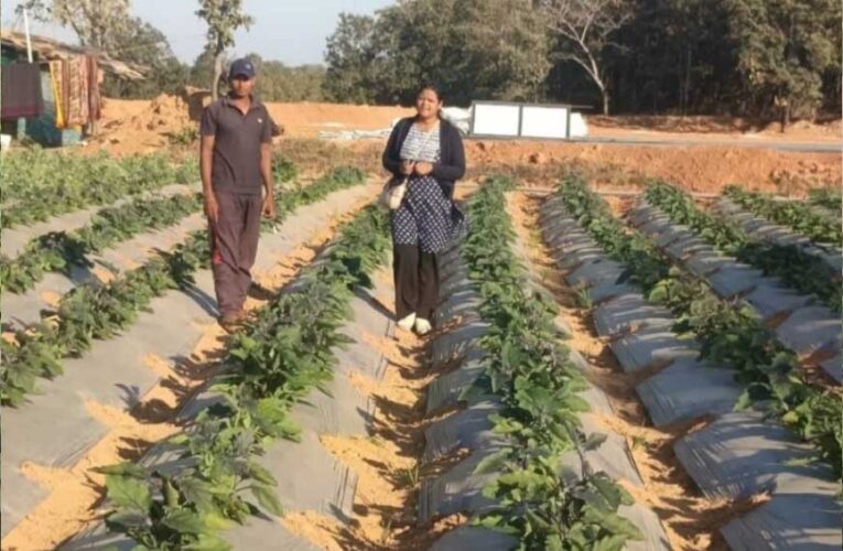 बंजर जमीन पर लहलहाई ग्राफ्टेड फसल