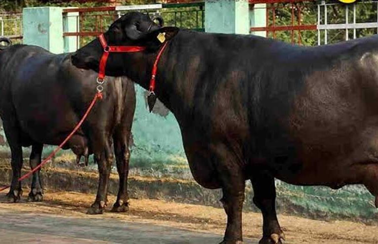 मंदसौर की कालिया गैंग का आतंक, तीन राज्यों से चुराईं 120 भैंसें; 40 वारदातें कबूली
